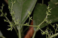 Dendrocnide sinuata